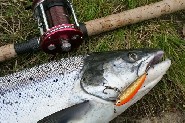 A bright migrating salmon snatched the LGH plug. (Jari Tuiskunen)