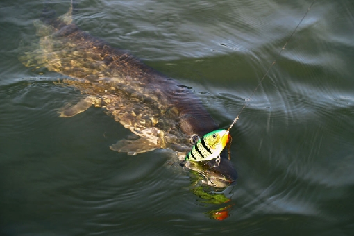 Jerkbaits are used to fish for big pike.