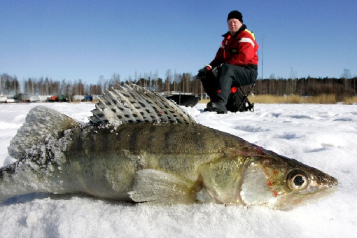 Im Winter ziehen Zander in den Porvoonjoki und beißen an Jigköpfen an, die nahe am Grund ausgebracht sind.gging lures close to the bottom.