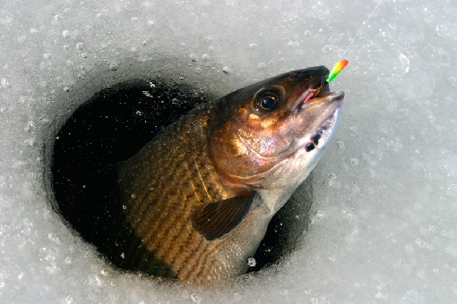 Spring is the ice-fishing season for grayling. The Äyskoski Rapids, Tervo.