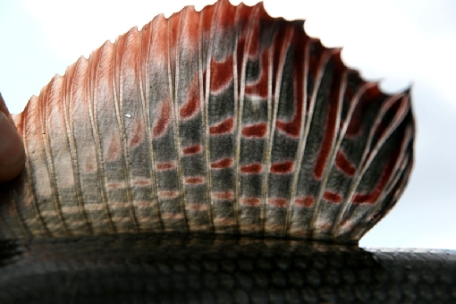 Harrens stora ryggfena ger fisken styrka i strömvirvlarna.