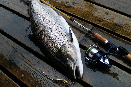 A bright migrating trout from the Korkeakoski Rapids, River Kymijoki.