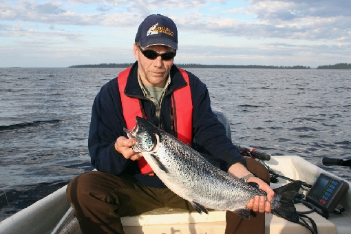 Landlocked salmon is one of the most sought-after game species when trolling.
