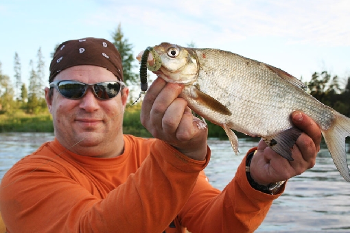 Bream, also known as common bream. Also caught occasionally as a by-catch when jigging for zander. 