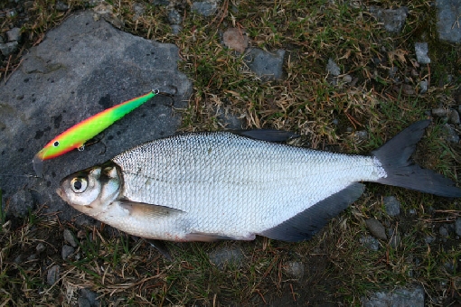 Blue bream (Abramis ballerus). Form strong stocks in several lakes, but seldom snatch lures.
