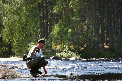 Forsarna i Ruunaa är bland de populäraste fiskeställena i östra Finland.
