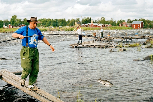 Les corégones se pêchent à l'épuisette dans les rapides de Kukkolankoski, sur la rivière Tornionjoki.