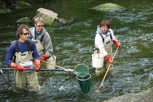 Исследования запасов мальков лососевых электрометодом на реке Кюмийоки.