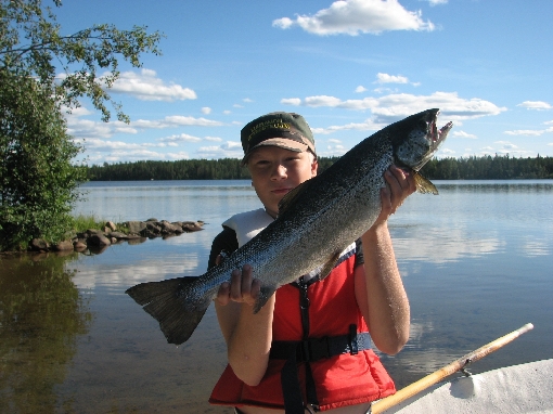 Il lago Muojärvi ha regalato una bella salmone di lago.