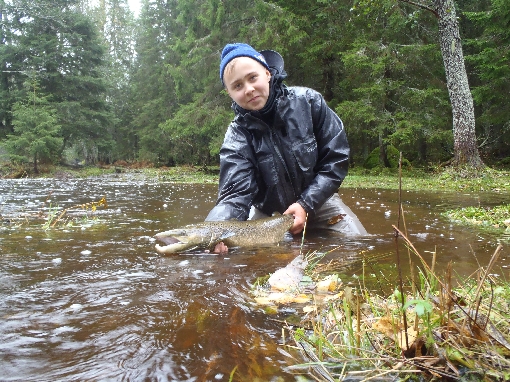 Salmon of Lankoski Rapids.