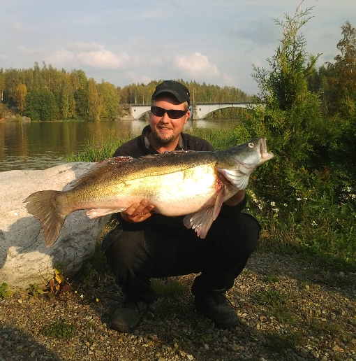Big zander in the upper reaches of River Kokemäenjoki.