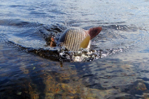 Grayling is a game species on River Ivalojoki.