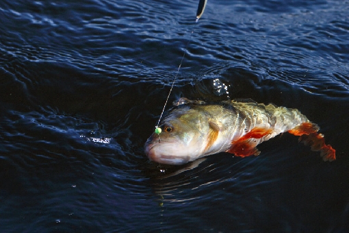 Jigging from a boat is an efficient way of catching big perch. Lake Iisvesi, Suonenjoki.