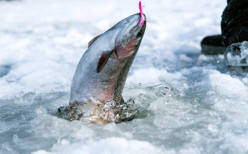 Le saumon est une proie courante dans les lacs de Niemisjärvi.