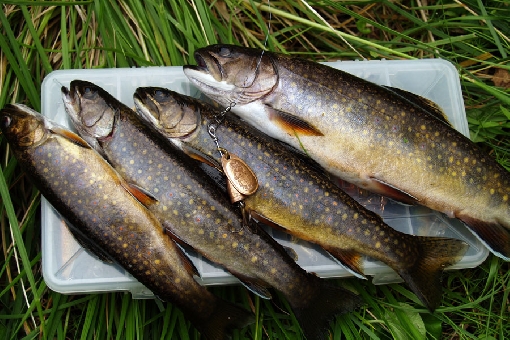 Ручьевой голец – обычный улов в верховьях реки Кемийоки. Этот вид рыбы завезенный, и чужак конкурирует с кумжей, поэтому ручьевых гольцов стоит всегда брать для приготовления еды.