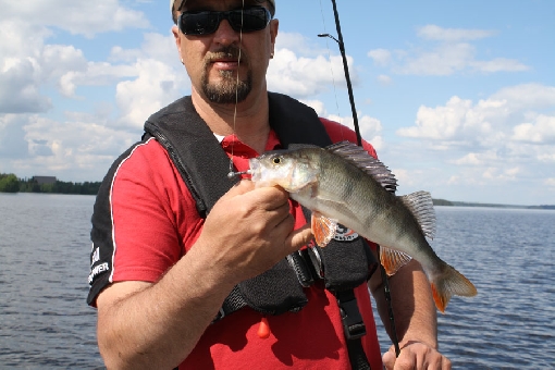 There are plenty of nice and hungry perch on Lake Rautavesi.