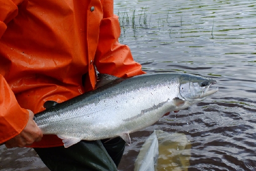 A female salmon being released to spawning waters.