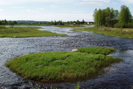 A habitat for young fish in the Kurjenkoski Rapids.