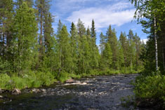 Порог Pitkäkoski. Река Няльянкяйоки.