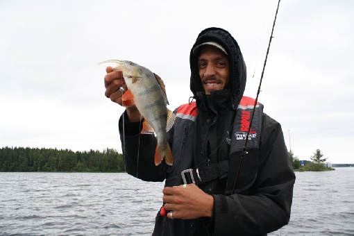Perch have become plump during the warm summers.