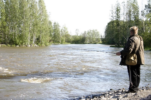The Herralankoski Rapids in Lempäälä is one good site for rainbow trout fishing.