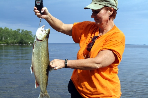 Latem golec uderza na spoona trolingu w głębinach 10–20 metrowych. Jezioro Inarijärvi.