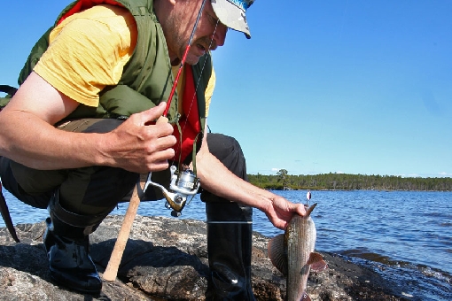 Grayling can be caught with spinners from the shores of mid-lake islands and shoals.