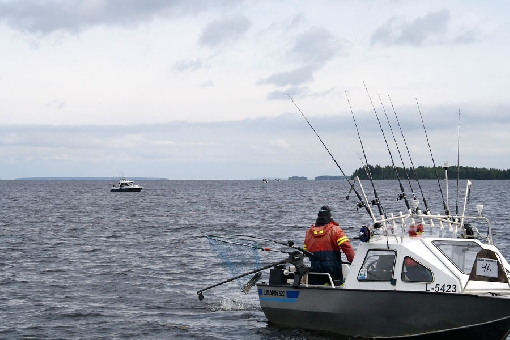 Hauenuistelun EM-kisat meneillään Oulujärvellä.