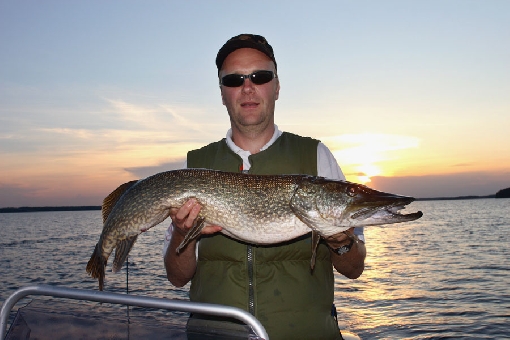 Ein Fang aus dem Mittelseegebiet von Ripatinselkä im nördlichen Kallavesi.