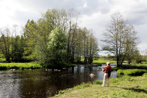 Potok Lankoski w dorzeczu Merikarvianjoki, to jedno z popularnych łowisk ryb.