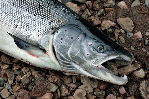 Un salmón migratorio macho de 14,5 kilos capturado con señuelo duro aguas abajo de Pello.