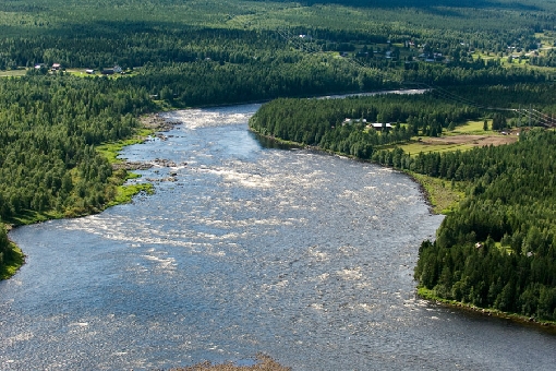 Los rápidos de Vuoennonkoski en el curso bajo del río Tornionjoki son un foco de atracción al principio de la temporada.