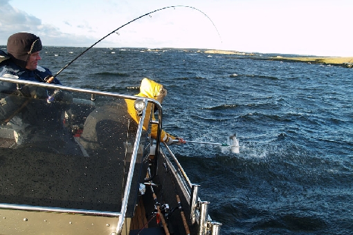 Vederlax i östra Finska viken hör till de bästa vattnen för havsöring.
