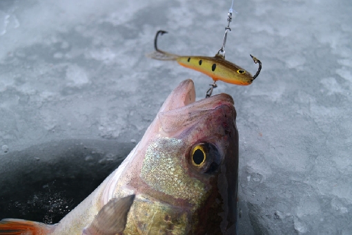 Зимняя рыбалка в Велкуа популярна. В теплые зимы в проливах с сильным течением лед слабый.