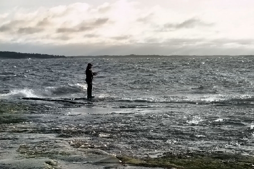 Pesca de trucha marrón. La trucha se captura a final del otoño, a menudo en aguas muy poco profundas cerca de la orilla. Uusikaupunki.