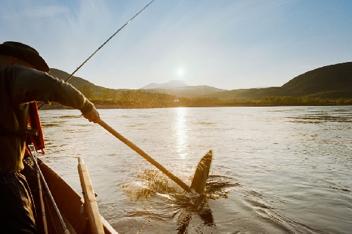 Los grandes salmones se sacan del agua con un bichero. Río Teno, en la boca del río River Levajoki.