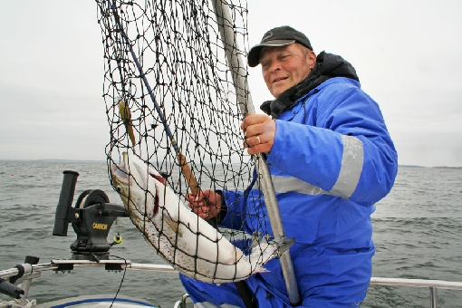 You can catch magnificent sea trout off the coast of Helsinki.