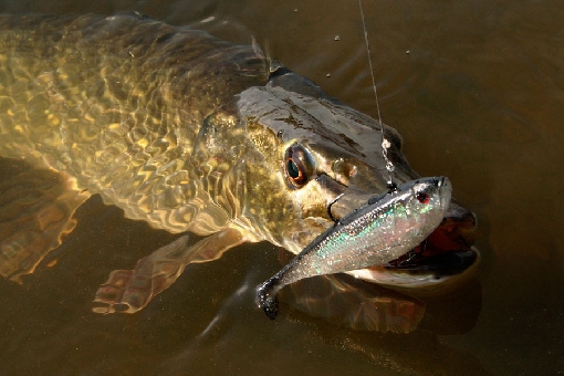 Suspending jig works well for pike during cold water period.