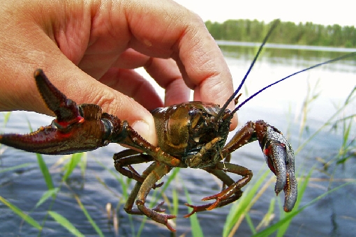 Annual catch of noble crayfish (Astacus astacus) varies from 1 million to 1.5 million pieces. 