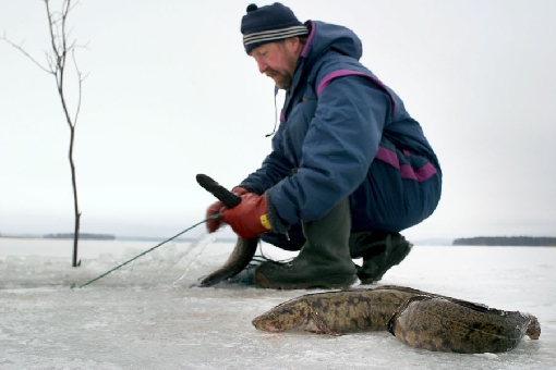 En hiver, les filets sont mis à l'eau sous la glace. Lac Kallavesi. Kuopio.