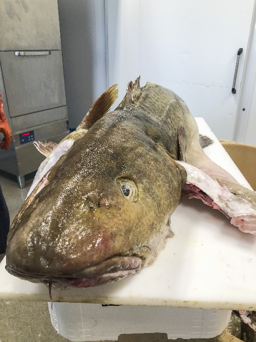 29,55 kg hirviöturska Suomen isoin kala