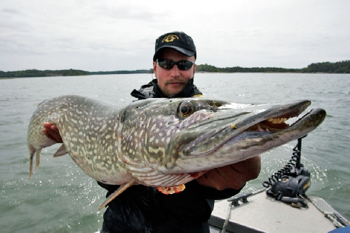 The shallow bay waters around Uusikaupunki are big pike’s playing field.