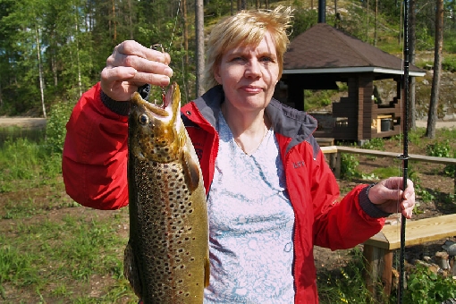 Brown trout exist in many 'plant and fish' lakes.
